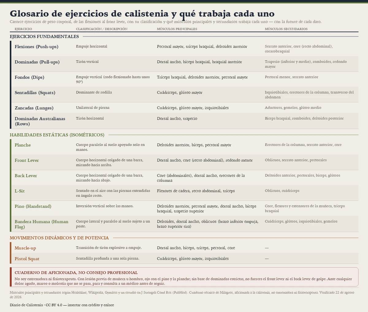 Glosario visual de catorce ejercicios de calistenia con su clasificación y los músculos principales y secundarios que trabaja cada uno, en tres bloques: ejercicios fundamentales (flexiones, dominadas, fondos, sentadillas, zancadas, dominadas australianas), habilidades estáticas o isométricas (planche, front lever, back lever, L-sit, pino, bandera humana) y movimientos dinámicos y de potencia (muscle-up, pistol squat); es un cuaderno técnico de aficionada, no un consejo profesional.